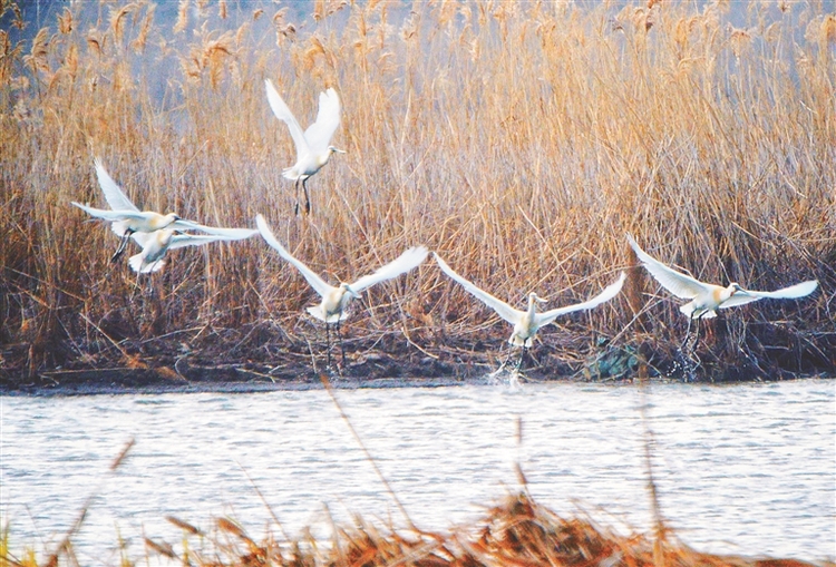 齐齐哈尔一污水氧化塘10年间变百鸟湖，东北林大专家称奇                   揭秘候鸟“安家”之谜