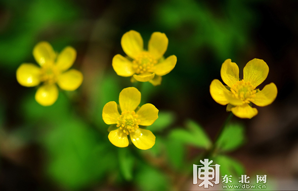 又到山花烂漫时