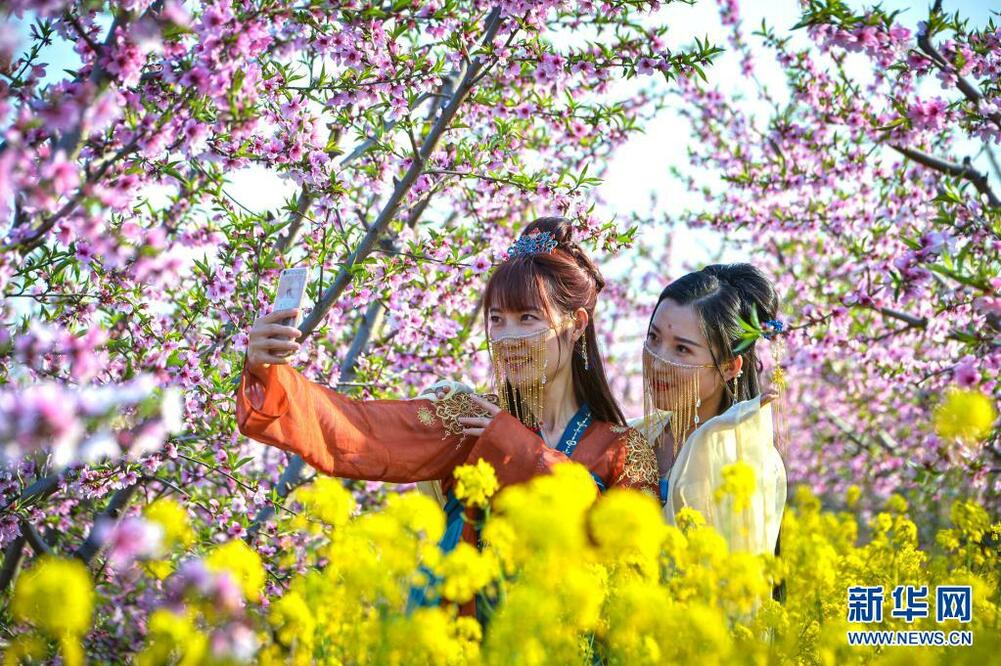 河北省の桃園の花が満開に_fororder_桃花2