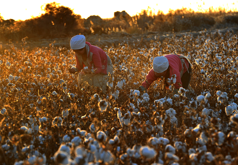 H&M dan Nike Harus Berpendirian Tepat Pada Masalah Kapas Xinjiang_fororder_xj10