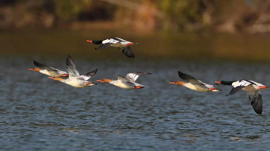 全国超过40%鸟类在福建野外可见