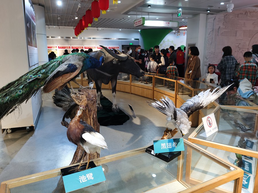 爱鸟周科普展现场,共展出40多件鸟类标本.黄海摄