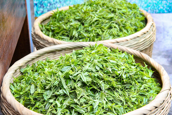 图片默认标题_fororder_现场收购的鲜茶（摄影-杨梦婧）