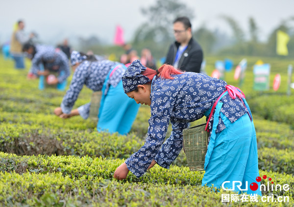 图片默认标题_fororder_春茶采摘比赛（摄影-廖志全）