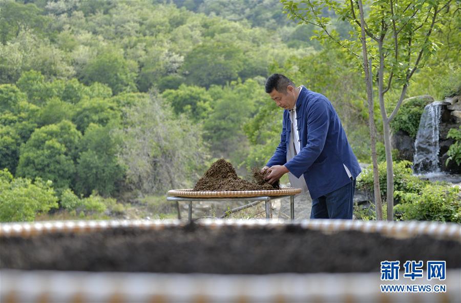 太行深山“养”茶人 太行深山“养”茶人