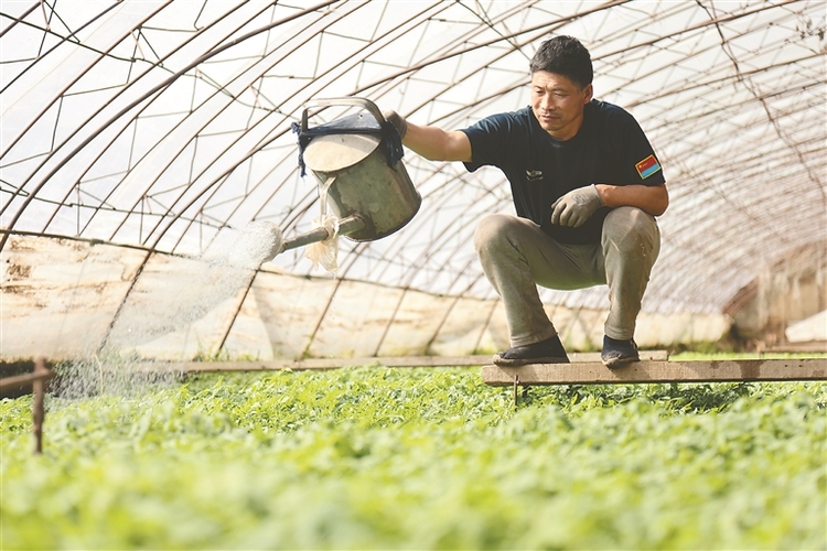 哈尔滨：秧苗长势喜人 叶菜4月中旬上市