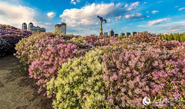哈尔滨市绘制出《丁香赏花地图》推荐84条街路34个赏花园