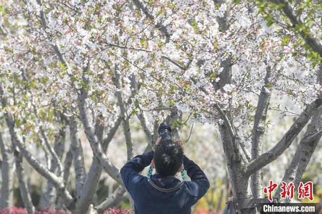 Keindahan Sakura Hiasi Sungai Qiantang_fororder_qt3.JPG