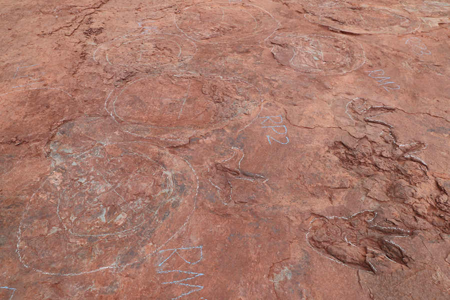 福建上杭发现“恐龙舞池”：100平方米集中200枚恐龙足迹