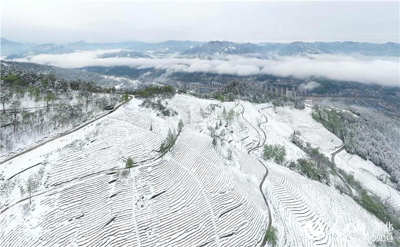 组图：湖北保康 春雪如画