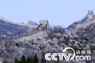 万里の長城でさまざまな花が一斉に咲き誇る＝北京_fororder_網３－1