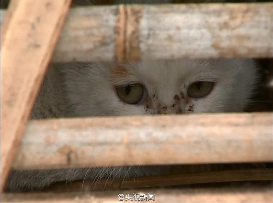 志愿者报警求助 2000只猫咪获救(高清组图)