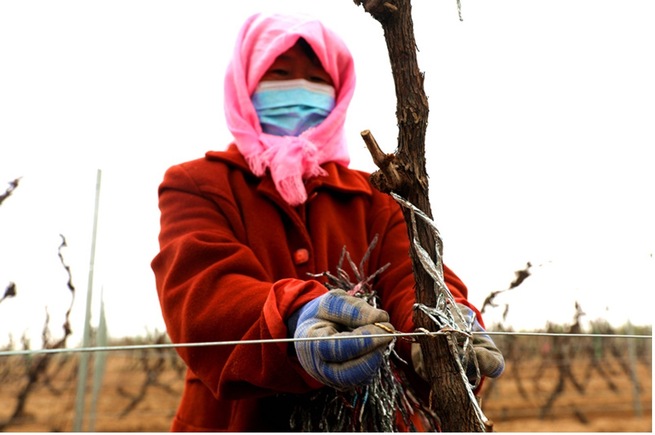 ブドウ農耕文化を継承、寧夏賀蘭山東麓で「春のつる出し」作業_fororder_a_566223965819760641