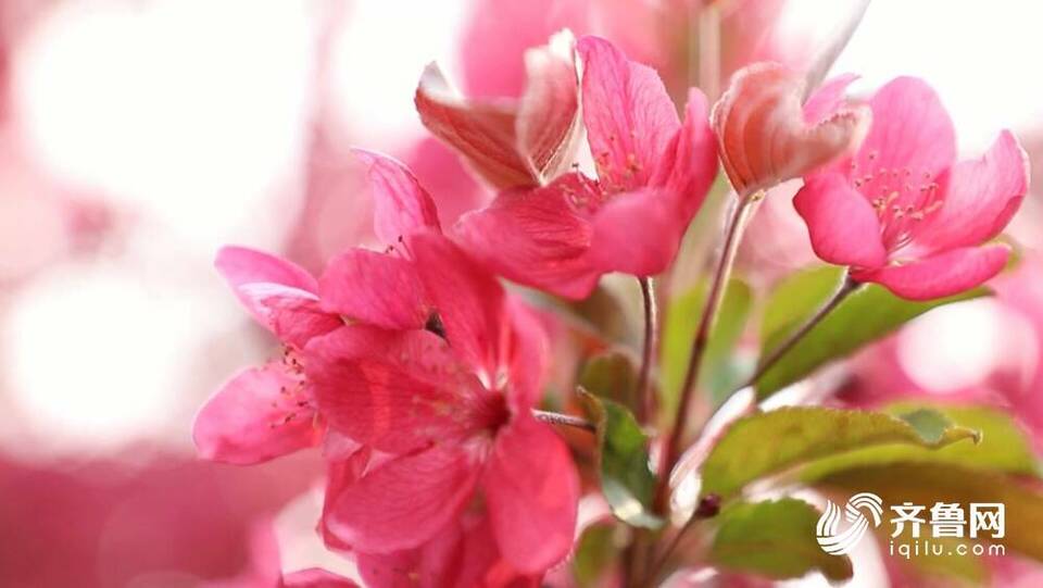 济南钢城正迎花开时 近千亩海棠花开映春光