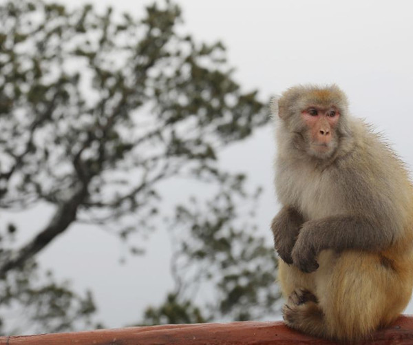 ลิงแสมแสนน่ารักบนภูเขาไท่หาง_fororder_太行猕猴3_副本