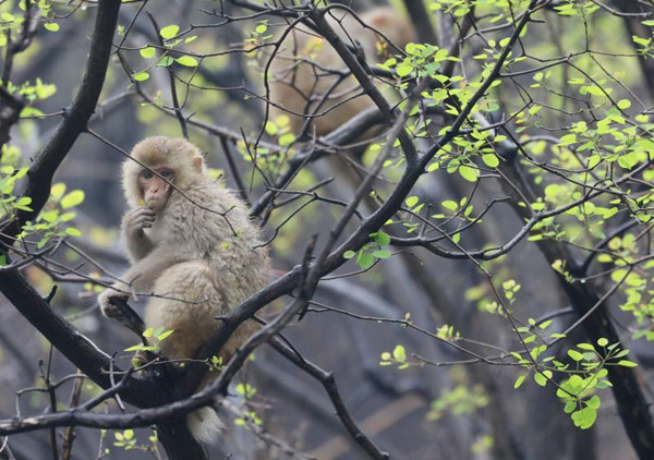 ลิงแสมแสนน่ารักบนภูเขาไท่หาง_fororder_太行猕猴4_副本