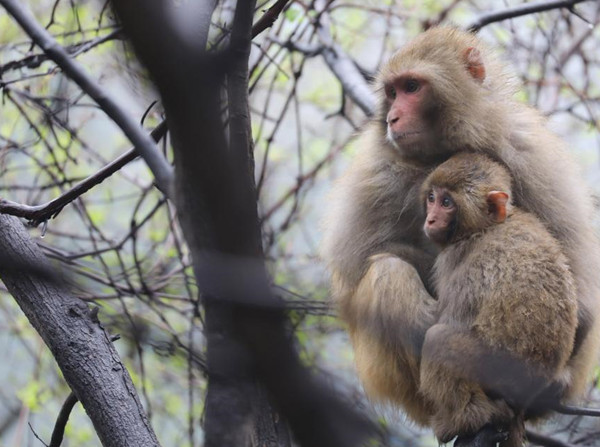 ลิงแสมแสนน่ารักบนภูเขาไท่หาง_fororder_太行猕猴2_副本