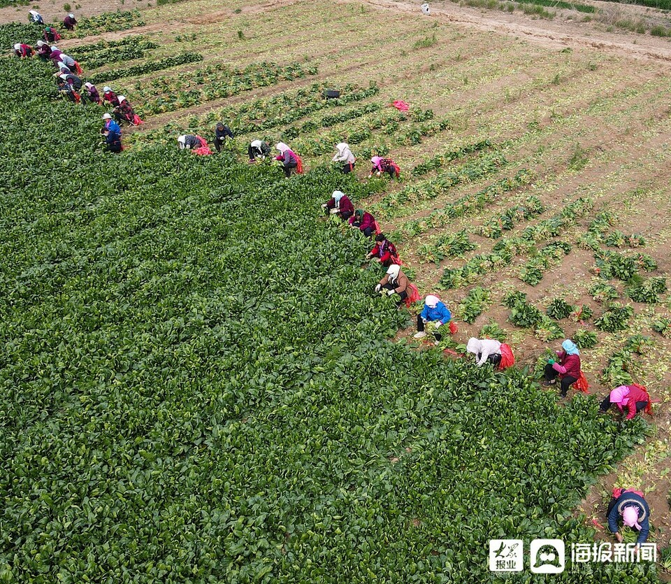 滨州：农民采收“订单菠菜”供应市场