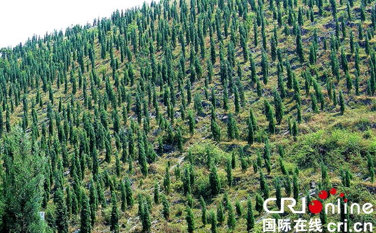 （供稿）贵州六盘水：奋力谱写林业高质量发展新篇章_fororder_2