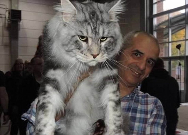 欧美网友争相晒自家巨猫 猫咪最大身长有1米(组图)
