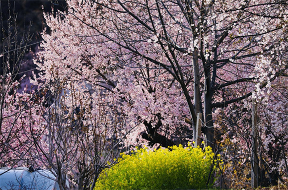 西藏芒康第四届觉龙沟桃花节开幕 诗情高原山地桃林带来别样春天 西藏芒康第四届觉龙沟桃花节开幕 诗情高原山地桃林带来别样春天