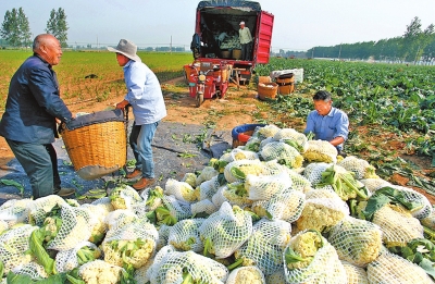 【中原优品-文字列表】商水县400余亩有机花菜喜获丰收