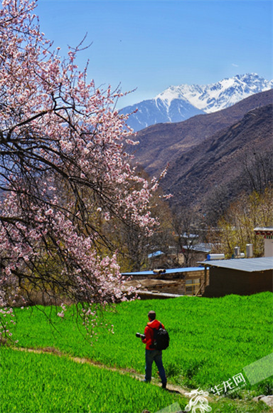 西藏芒康第四届觉龙沟桃花节开幕 诗情高原山地桃林带来别样春天 西藏芒康第四届觉龙沟桃花节开幕 诗情高原山地桃林带来别样春天