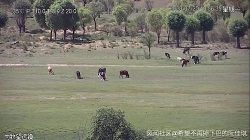 新疆の牧畜民、自宅で北斗衛星システムを利用し牛を放牧