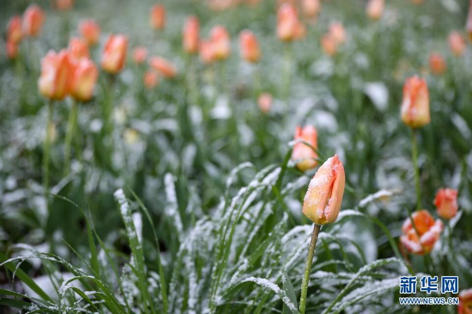 比利时布鲁塞尔迎春雪