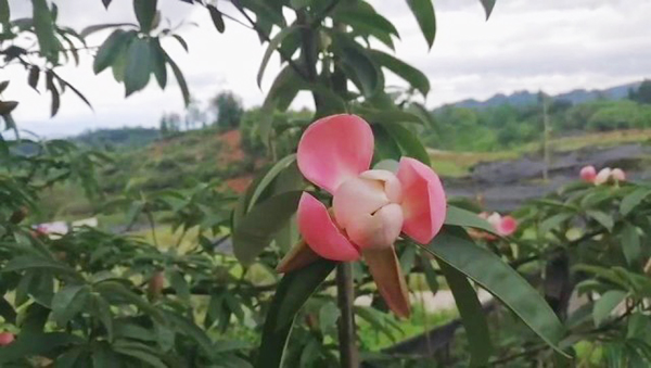 图片默认标题_fororder_洪雅首次发现的国家级濒危珍稀植物“红花木莲”
