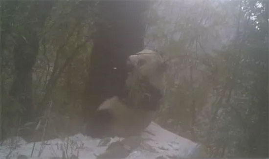 图片默认标题_fororder_1