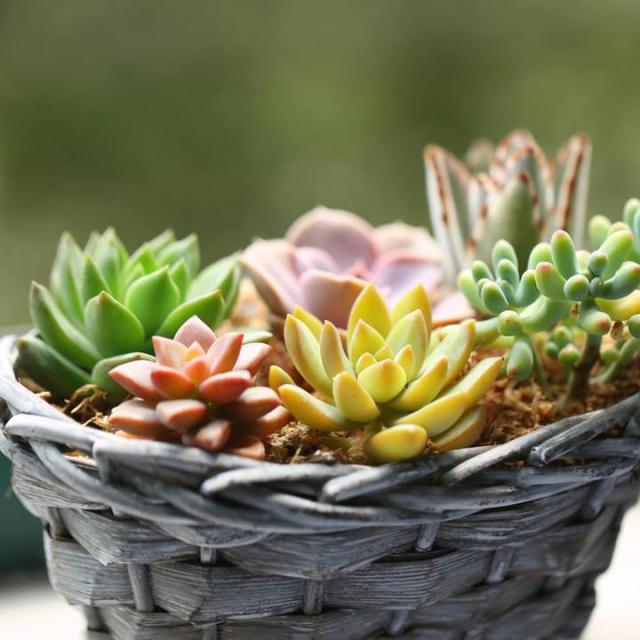 图片默认标题_fororder_30adcbef76094b3607a4ef6fd8f3f2dd8c109dc6 (1)