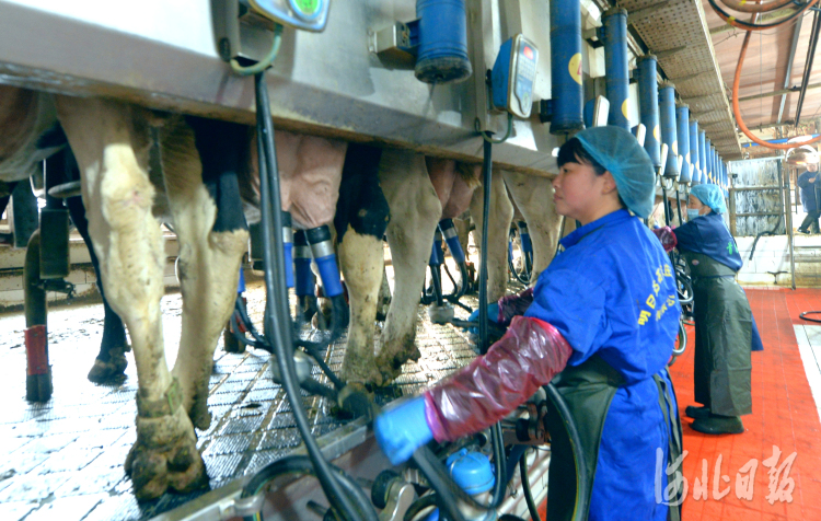 河北邯郸：畜牧业实现高质量发展