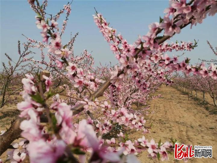 不负繁花不负春！河北这59条“春观花”休闲农业线路邀您来打卡