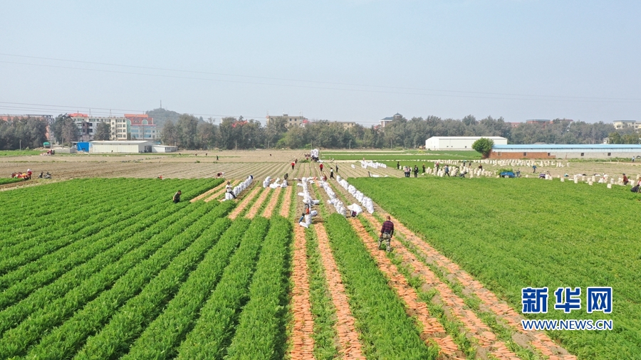 莆田北岸:小小胡萝卜 “长”成乡村振兴大产业