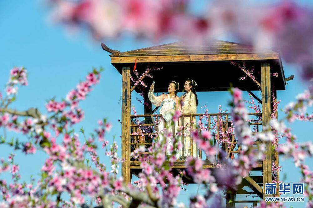 河北省の桃園の花が満開に_fororder_桃花4