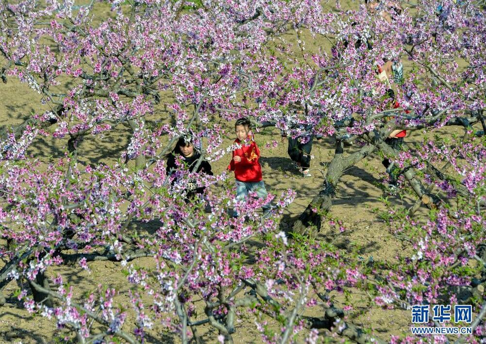 河北省の桃園の花が満開に_fororder_桃花3
