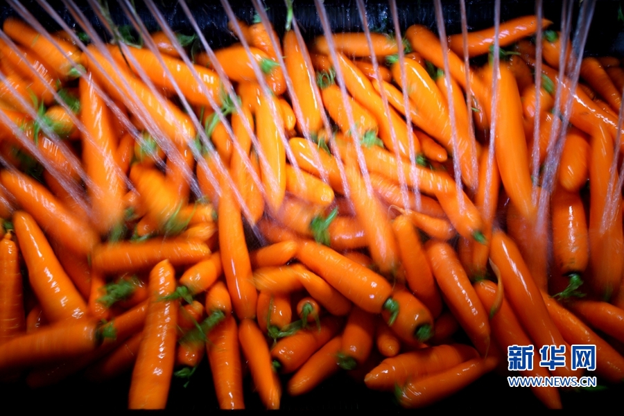 莆田北岸:小小胡萝卜 “长”成乡村振兴大产业