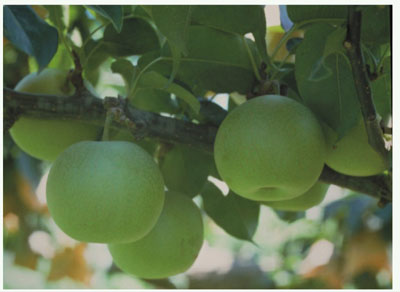 图片默认标题 图片默认标题_fororder_x4