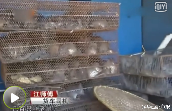 Guangzhou, a truck pulled hundreds of mouse released by villagers blocked (Figure)