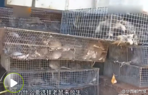 广州一货车拉几百只老鼠放生 被村民阻拦(图)