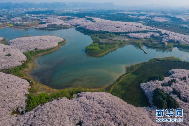 Bunga Sakura Berkembang Mekar di Guizhou_fororder_1127214364_16158143321601n