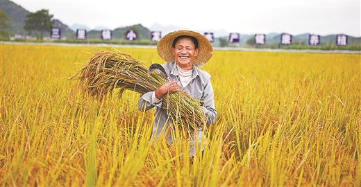 南宁：发展稻虾产业 助力乡村振兴