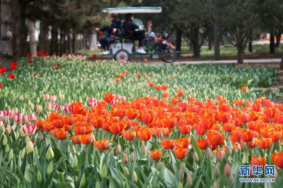 4月8日，游客在石家莊市植物園欣賞郁金香。