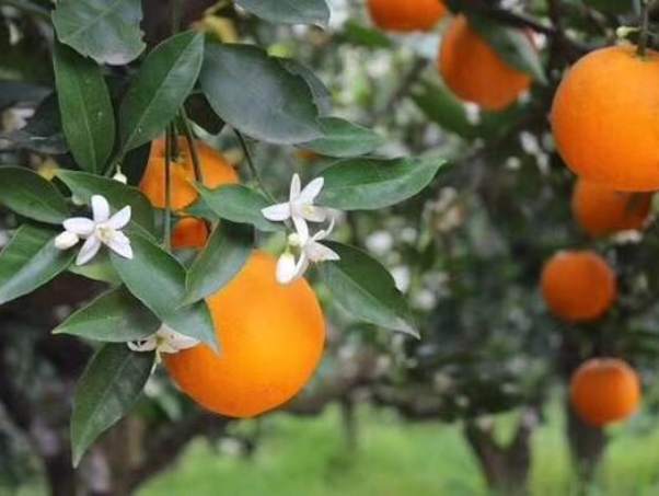 「人民日报」湖北农产品来了！你会“买它”吗？