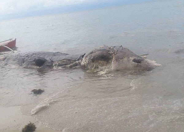 菲海滩惊现神秘巨型生物尸体 已腐烂气味难闻