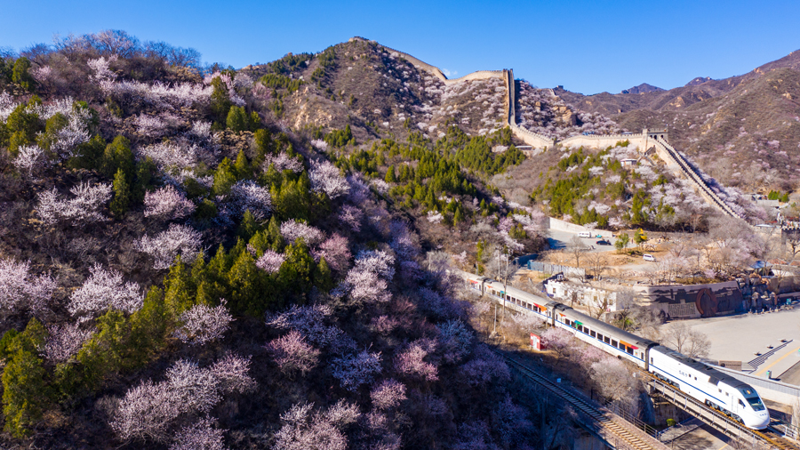 北京市郊铁路S2线沿线山花绽放