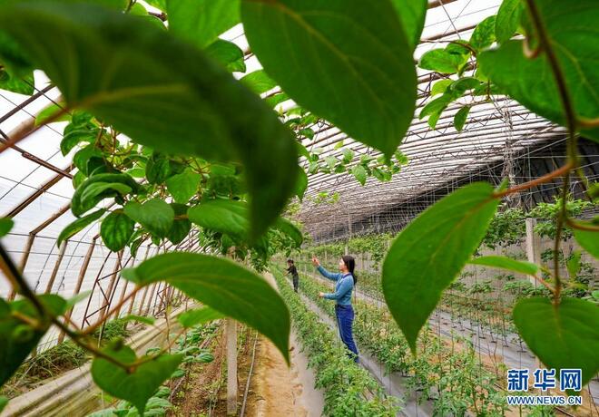 Jana Pendapatan Dengan Tanaman Sayur dan Buah Istimewa Jana Pendapatan Dengan Tanaman Sayur dan Buah Istimewa_fororder_4