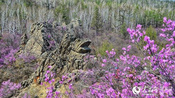 大兴安岭松岭举办第二届“杜鹃花似海 情定飞龙山”摄影节