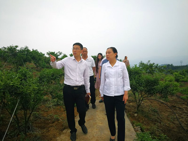 图片默认标题_fororder_王萍（右一）深入沐爱镇石林村详细了解柑橘产业情况